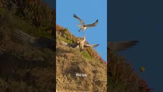 Female Peregrine Falcon responds an intruding falcons harassment. #falcons #peregrinefalcon #birds