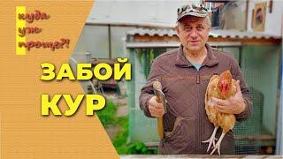 Как зарубить курицу, забой кур в домашних условиях, как рубить кур