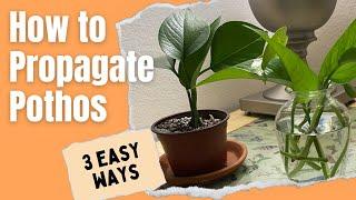 How to Propagate Pothos (3 easy ways) | MOODY BLOOMS