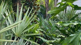 Tropical Garden in the making w/ Designer Andy Turner… Northeast Florida Zone 9A