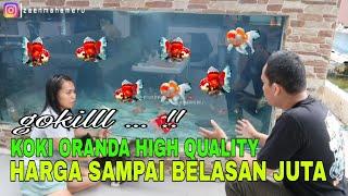 REVIEW KOKI ORANDA TERMAHAL HARGA SAMPAI 15 JUTA SOLD OUT !!!