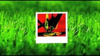 Georgia Lawn Care- Weed pro: Brown Patch Fungus
