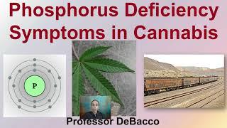 Phosphorus Deficiency Symptoms in Cannabis