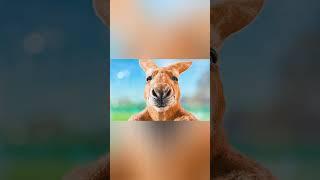 intelligent kangaroo  #movie #film