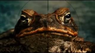 The Cane Toad Madness