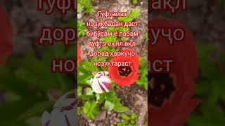#сабр #модар #хаёт #шикаст #оила #падар #2025 #automobile #цитатыпрожизнь #mma