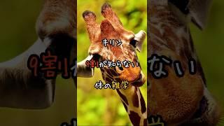 キリン、9割が知らない体の雑学 #動物 #雑学 #3選シリーズ #おもしろ #animals #豆知識