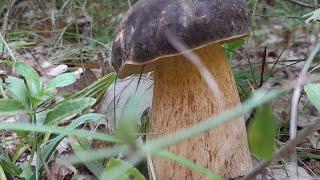 CRNI VRGANJI-BOLETUS AEREUS