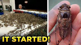BILLIONS OF CICADAS ARE INVADING THE US! - Did the Bible Warn About This?