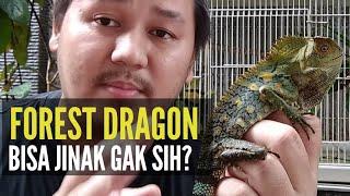 APAKAH KADAL FOREST DRAGON BISA JINAK?? | GONOCEPHALUS CHAMAELEONTINUS