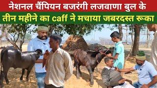 बजरंगी लजवाणा बुल के तीन महीने के #caff का जबरदस्त रूका।#murah #bajrangilajwana #bull