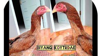 ciri indukan koytrade