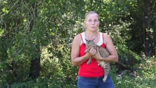 Homesteading and Gardening Basics: Barn Cats