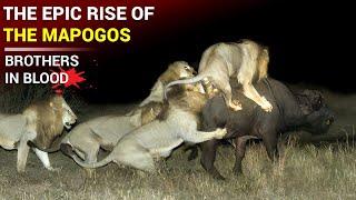 The Beginning of The Mapogo Lions | Brothers in Blood : The Lions of Sabi Sands