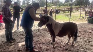 Equine Chiropractic Session with Dr. Corey