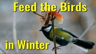 Feed the Birds in Winter / Great Tit / Magpie