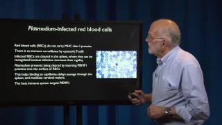 5.4 - Pathogen evolution: Evading defenses