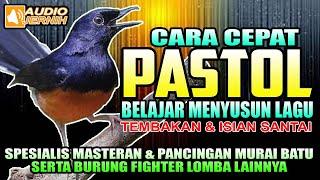 CARA CEPAT PASTOL BELAJAR MENYUSUN LAGU & MELATIH NAFAS PANJANG  || Materan murai batu || Shama Bird