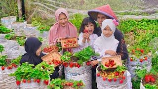 Memetik Stroberi di Kebun dan Nyerok Nila | Masak Semur Nila, Tumis Kangkung, Kue Mochi Stroberi