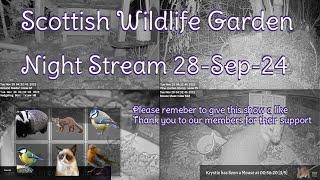 Night Stream September 28th 2024 | Bird Feeders, Wildlife Cameras Scotland UK from SWG