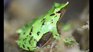 A Leap of Hope | Rescuing Darwin’s Frogs from Extinction