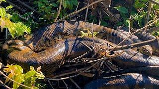 OLHA ESSA SUCURI GIGANTE NA BEIRA DO RIO! CAÇADORES DE ANACONDAS - EPISÓDIO 2