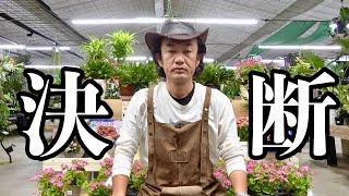 【拡散希望】皆様のおかげである決心がつきました　　　　　　【カーメン君】【園芸】【ガーデニング】【初心者】