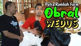 Info Kambing - Kambing Bagus dijual murah di kandang mbah lurah ketepung, Pacitan