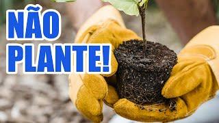 5 Plantas que Não Devem Ser Plantadas Perto de Casa