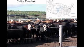 Cattle Market Basics