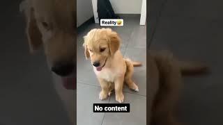 my dog is also like that  #nocontent #shorts #funnyvideo #