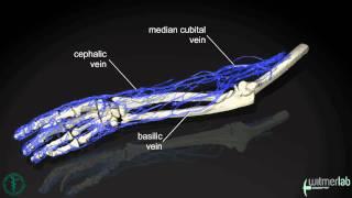 Anatomy of the human arm, based on vascular injection and CT scanning