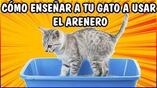 Cómo Enseñar a Tu Gato a Usar el Arenero (12 Consejos Fáciles) - SiamCatChannel