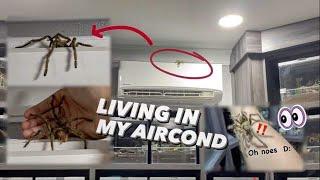 Escaped Tarantula was Living in my Aircond ?!! 