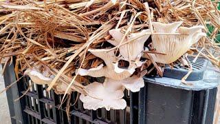 Oyster Mushroom Cultivation