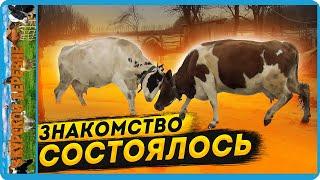 чуть не угробил коров в погоне за удоями, первый весенний выгул коров