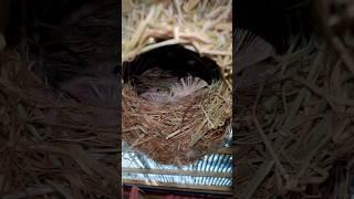 Village Weaver Chick in nest (in aviary with cockatoos, budgies and chickens)