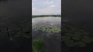 Плотва На Поплавок #fishing #плотва #рибалка #Поплавок #рибалканапоплавок #рыбалканафидер