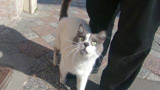 Cat with grey nose meowing so cute