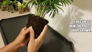 Repotting Parlour Palm (Chamaedorea elegans)