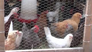 What it's like to be an urban chicken farmer