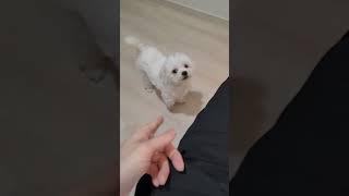 안돼! 훈련 (aka traning a dog with nopep)