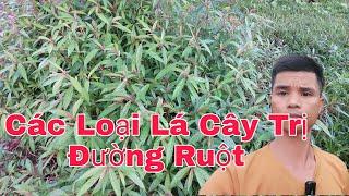 Tổng hợp các loại cây trị tiêu chảy cho heo,@nongtraihoakieu