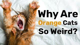 Is Orange Cat Behavior A Real Thing?