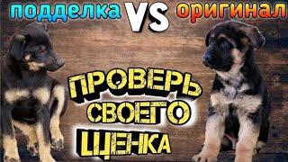 КАКИМ должен быть щенок НЕМЕЦКОЙ ОВЧАРКИ? Таблица роста щенка по месяцам. Мокрый нос