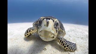 Underwater Photography Using a DPV - Cayman Jason