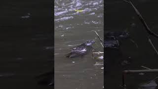 the best Platypus encounter i’ve ever had #platypus #wildlife #monotreme #maleny #australia