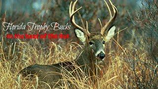 Florida Trophy Bucks in the Heat of the Rut..