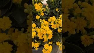 March 1- My Spring Garden 🪻 #mygarden #springflowers #spring