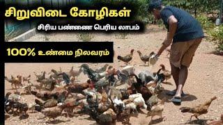 சிறுவிடை கோழி வளர்ப்பில் இருக்கும் உண்மை நிலவரம் | நாட்டு கோழி வளர்ப்பு